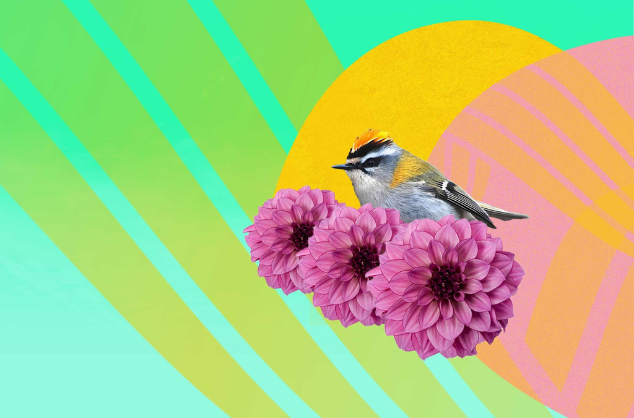 Bird sitting on three bright flowers against a bright coloured background.