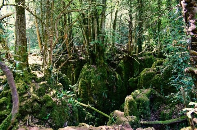 A mossy section of temperate rain forest at Puzzlewood in England