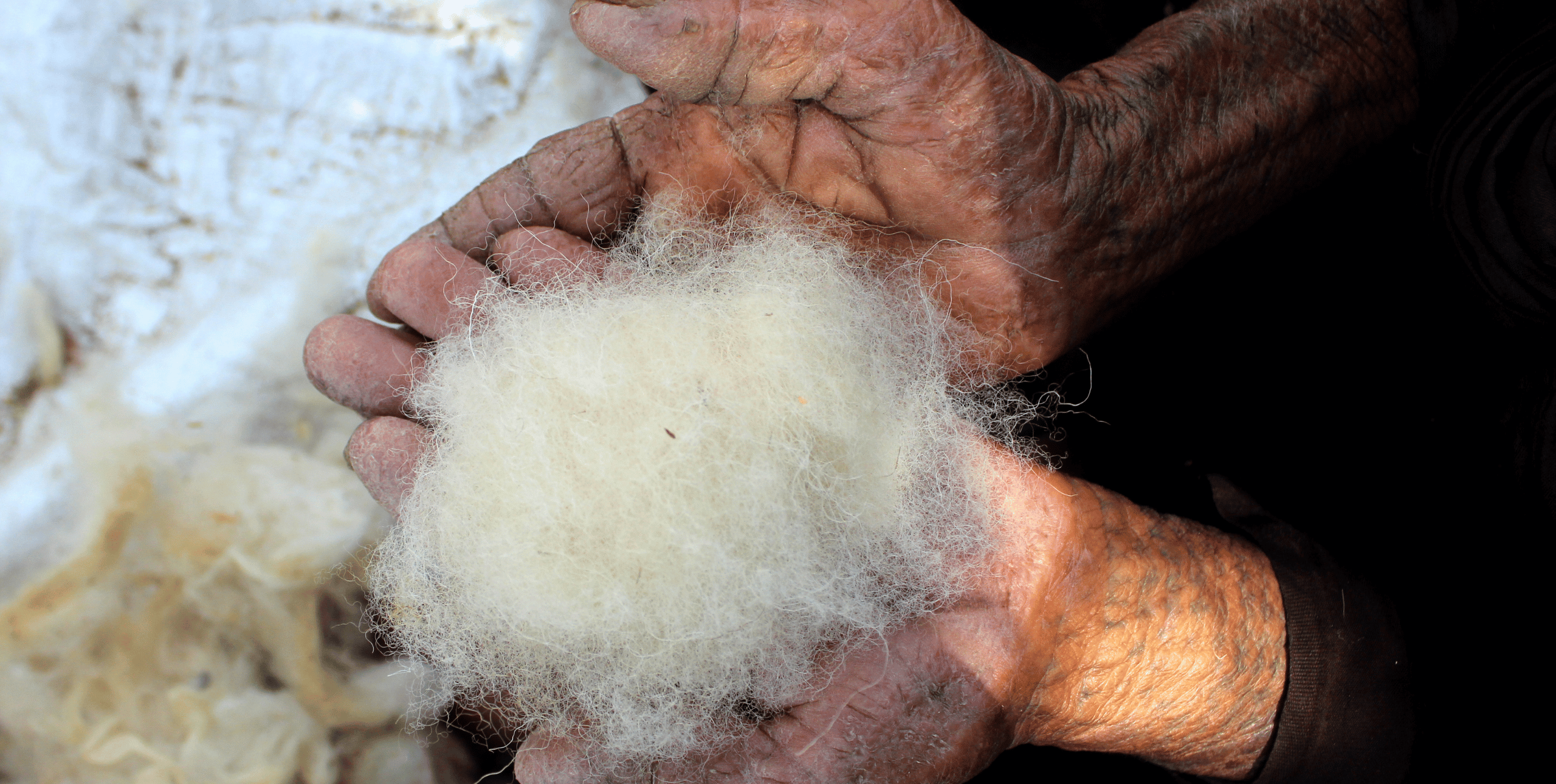 A pair of hands hold a bundle of raw animal wool.