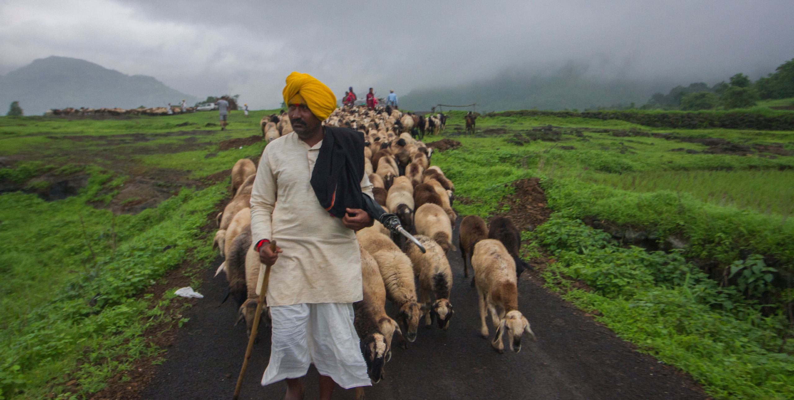 A sheep farmer in India leads his herd of sheep across a rural landscape