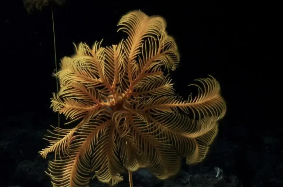 Photograph of seaweed on black background.