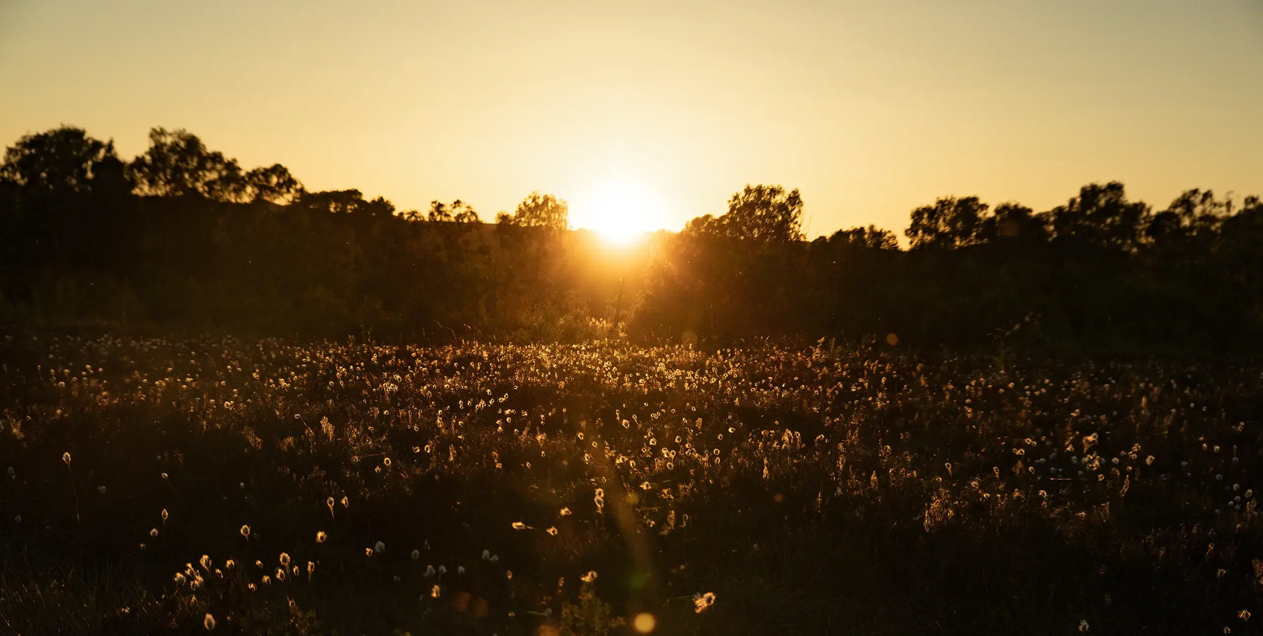 Cottongrass flowers sparkling in the sunset