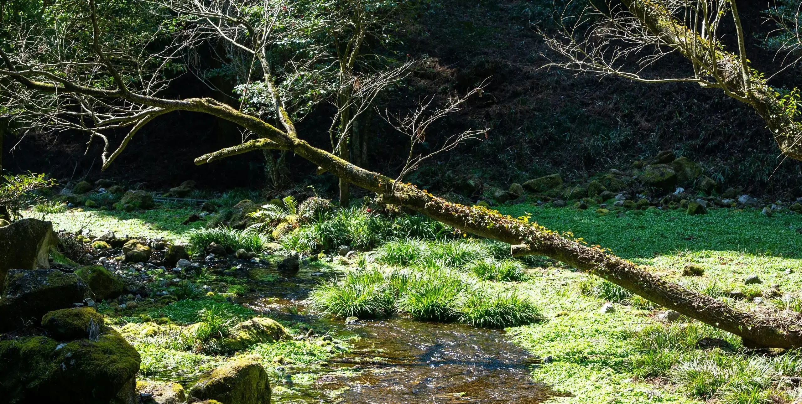 Bogland in Cumbria