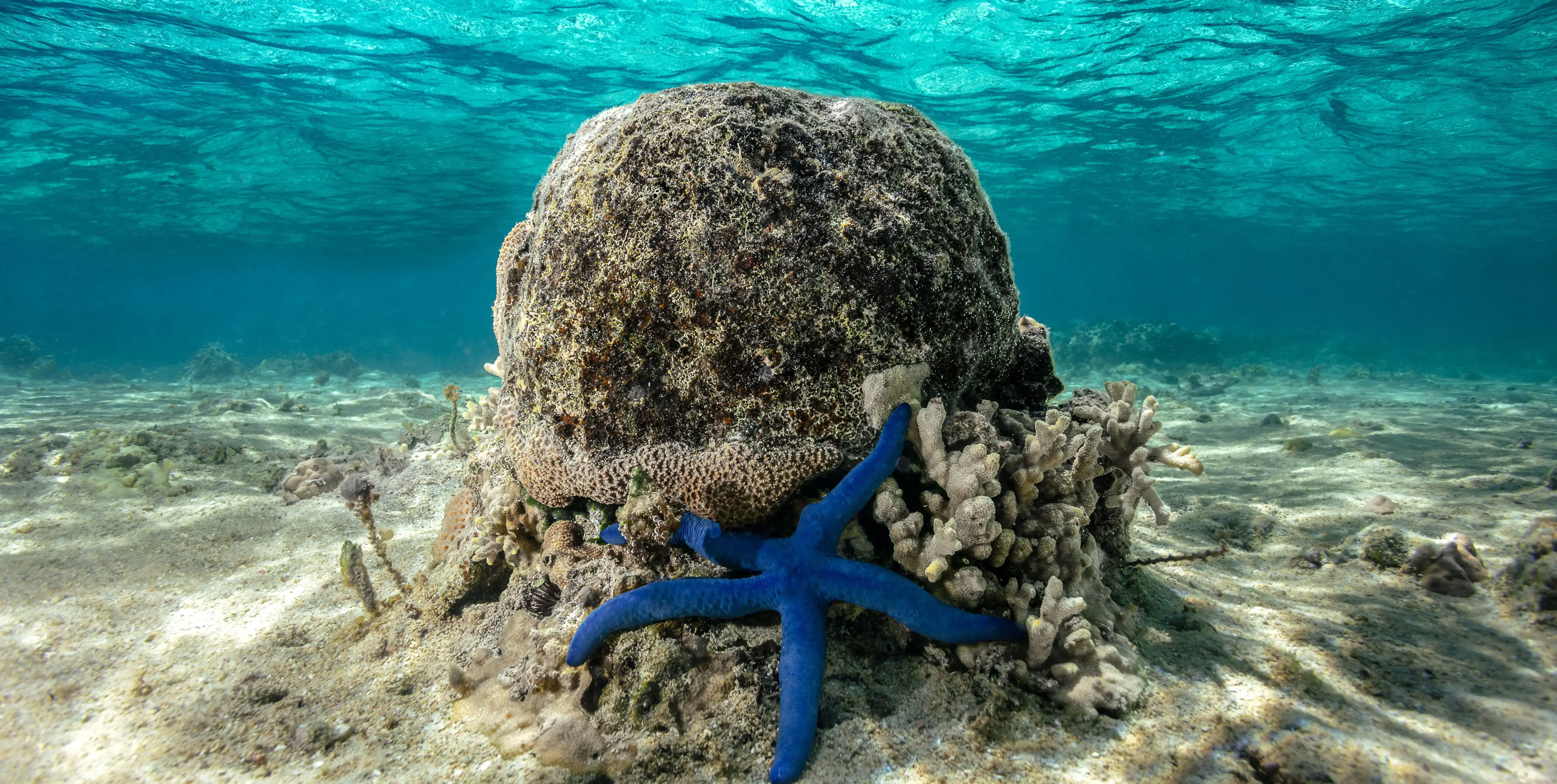 A blue sea star fish against a coral mound under the sea