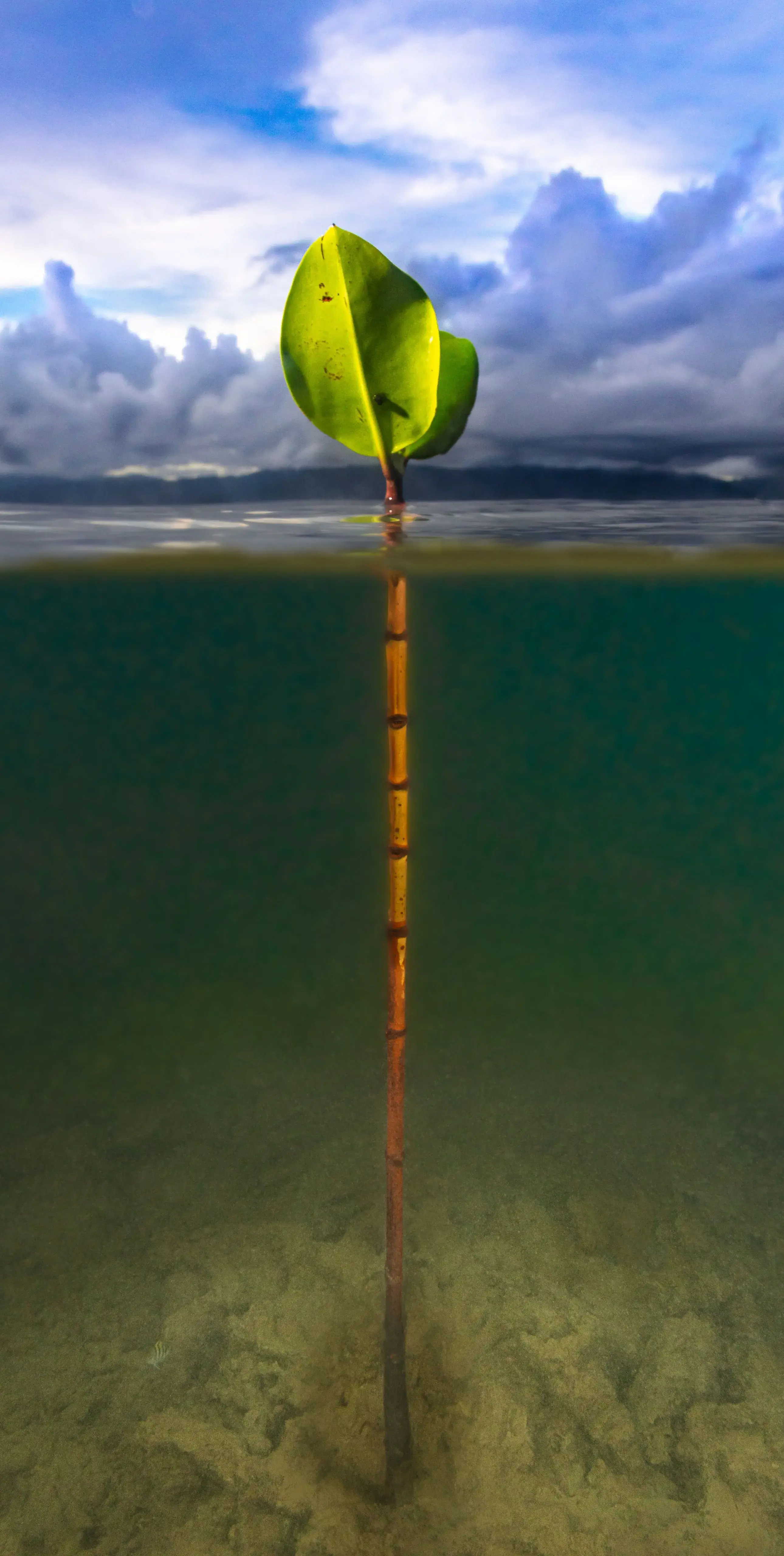 A lone mangrove root under the water rises above the sea surface against a blue sky